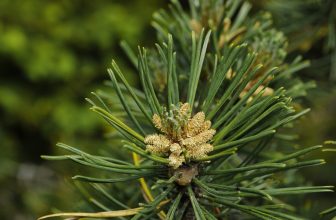 Pine Needle Oil