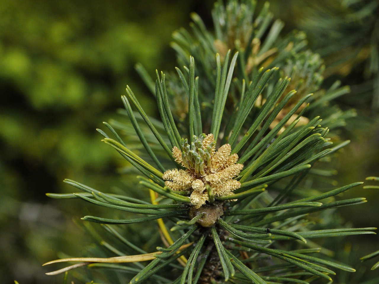 Pine Needle Oil 