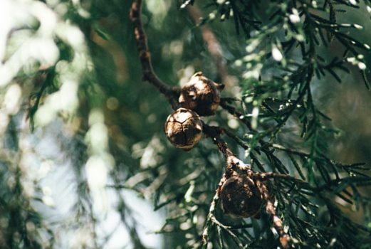 red pien needle oil vs white pine needle oil